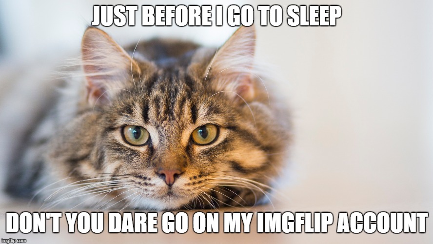 don't you dare cat | JUST BEFORE I GO TO SLEEP; DON'T YOU DARE GO ON MY IMGFLIP ACCOUNT | image tagged in cat,imgflip,account | made w/ Imgflip meme maker