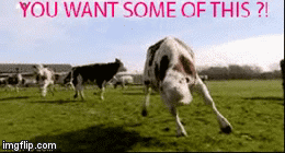Nah B!tch | image tagged in gifs,evil cows,bitch,huh,funny | made w/ Imgflip video-to-gif maker
