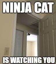 ninja cat | NINJA CAT; IS WATCHING YOU | image tagged in funny memes,funny,meme,ninja cat,ninja | made w/ Imgflip meme maker