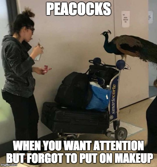 Peacock at Airport | PEACOCKS; WHEN YOU WANT ATTENTION BUT FORGOT TO PUT ON MAKEUP | image tagged in peacock,airport,united,likes | made w/ Imgflip meme maker