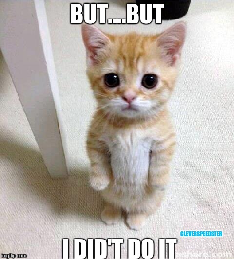 Cute Cat | BUT....BUT; I DID'T DO IT; CLEVERSPEEDSTER | image tagged in memes,cute cat | made w/ Imgflip meme maker