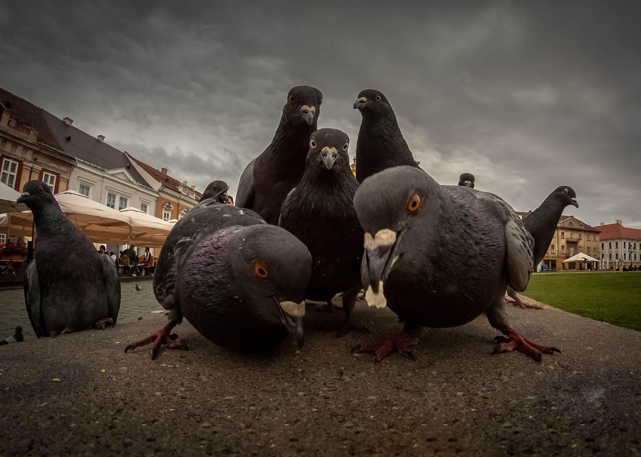 Pigeon gang Blank Meme Template