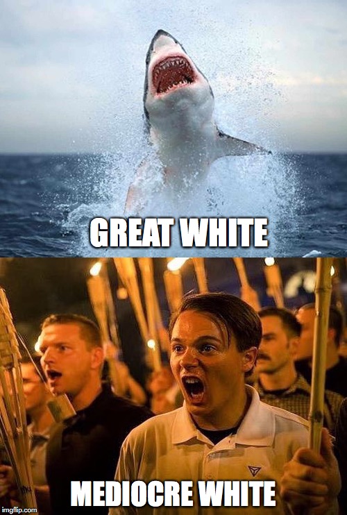 Sharks > Nazis | GREAT WHITE; MEDIOCRE WHITE | image tagged in donald trump,nazis,triggered neo nazi,shark,alt right | made w/ Imgflip meme maker
