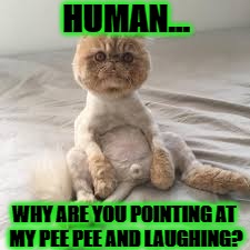 PEE PEE RIDICULE | HUMAN... WHY ARE YOU POINTING AT MY PEE PEE AND LAUGHING? | image tagged in pee pee ridicule | made w/ Imgflip meme maker