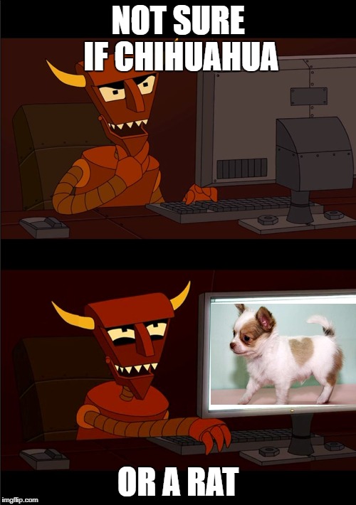 NOT SURE IF CHIHUAHUA; OR A RAT | image tagged in futurama robot devil not sure if | made w/ Imgflip meme maker