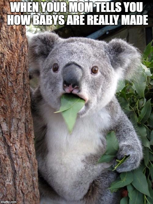 Surprised Koala | WHEN YOUR MOM TELLS YOU HOW BABYS ARE REALLY MADE | image tagged in memes,surprised koala | made w/ Imgflip meme maker