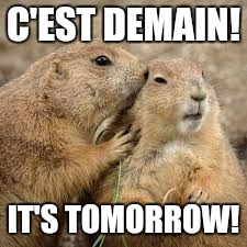 C'EST DEMAIN! IT'S TOMORROW! | image tagged in groundhog | made w/ Imgflip meme maker