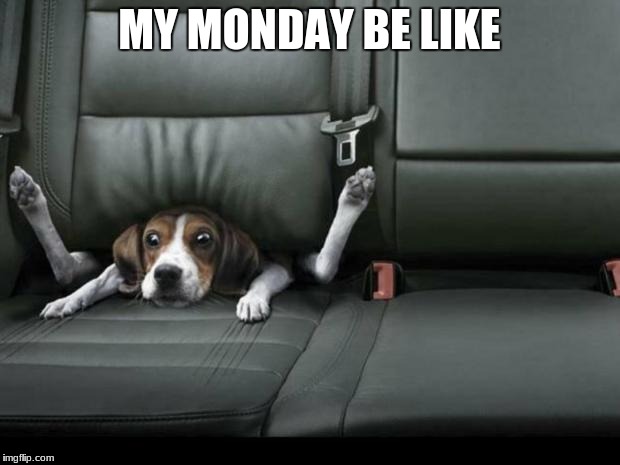 funny dog back seat | MY MONDAY BE LIKE | image tagged in funny dog back seat | made w/ Imgflip meme maker