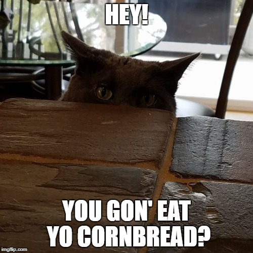  HEY! YOU GON' EAT YO CORNBREAD? | image tagged in cats,staring,cornbread,i see you | made w/ Imgflip meme maker