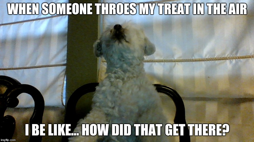 Showflake | WHEN SOMEONE THROES MY TREAT IN THE AIR; I BE LIKE... HOW DID THAT GET THERE? | image tagged in showflake | made w/ Imgflip meme maker