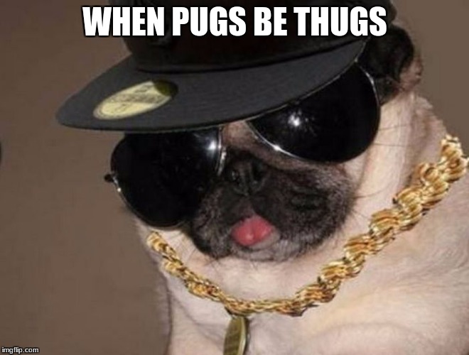Gangster Pug | WHEN PUGS BE THUGS | image tagged in gangster pug | made w/ Imgflip meme maker