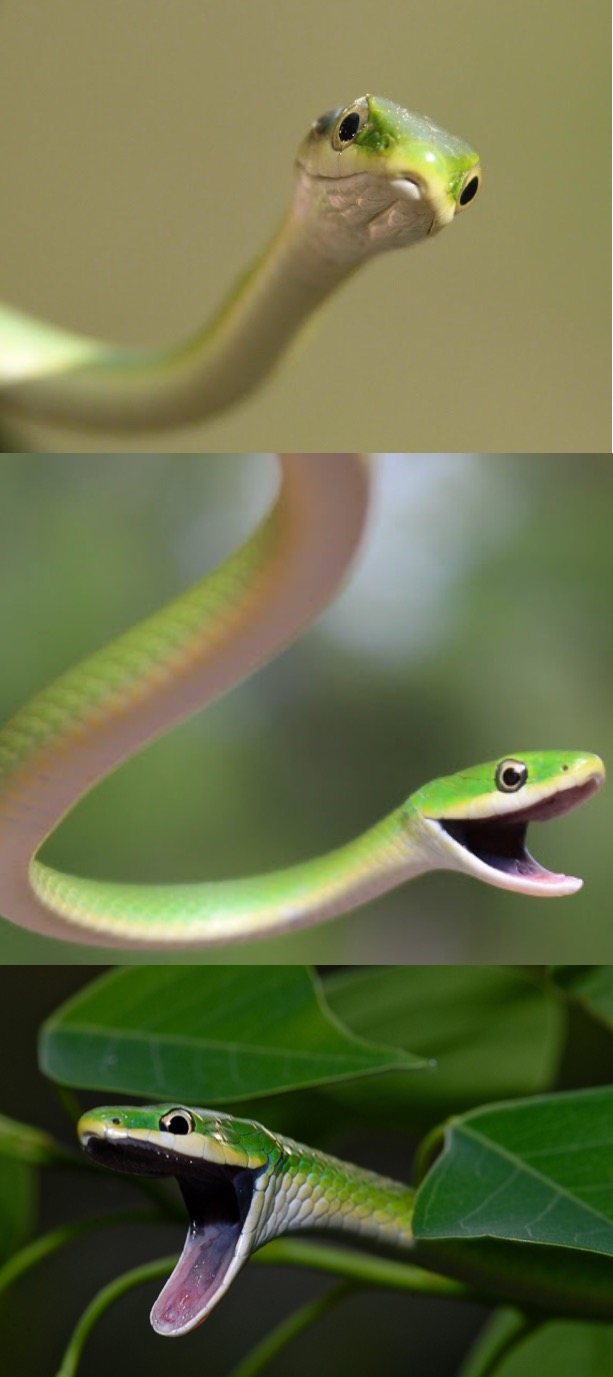 Bad Pun Snake Blank Meme Template