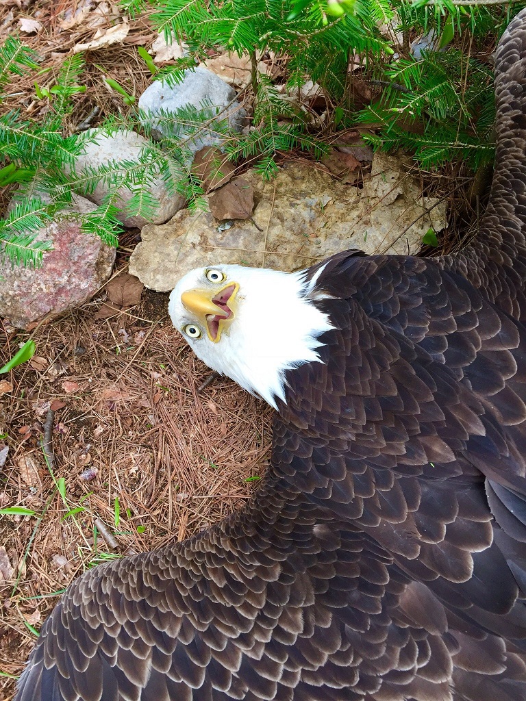 bald eagle laying on the ground Blank Meme Template