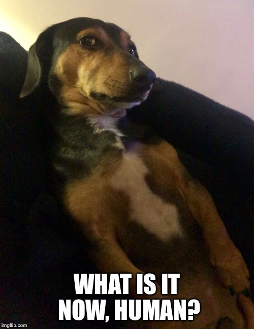 WHAT IS IT NOW, HUMAN? | image tagged in you wot mate | made w/ Imgflip meme maker