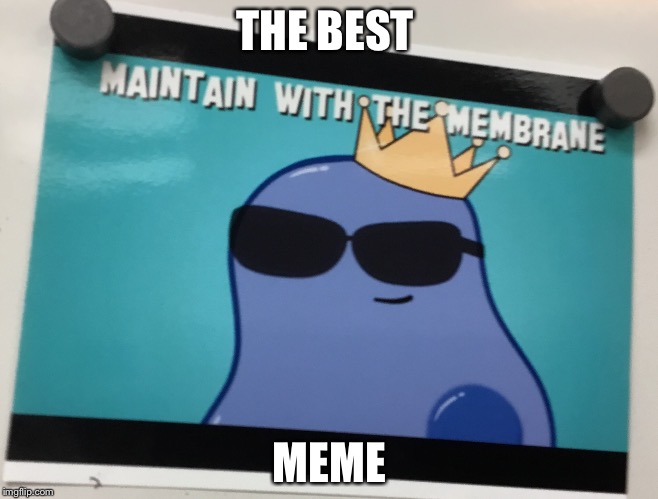 Best meme | THE BEST; MEME | image tagged in memes | made w/ Imgflip meme maker