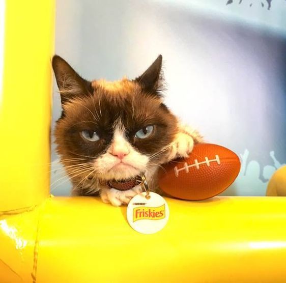 High Quality Grumpy Cat Football Blank Meme Template