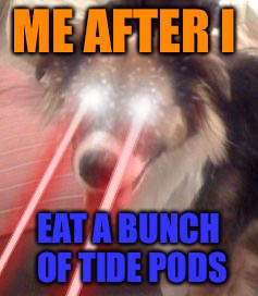 Tide pod dog | ME AFTER I; EAT A BUNCH OF TIDE PODS | image tagged in tide pod dog | made w/ Imgflip meme maker