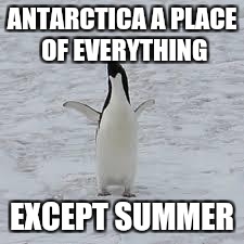 penguin | ANTARCTICA A PLACE OF EVERYTHING; EXCEPT SUMMER | image tagged in penguin | made w/ Imgflip meme maker