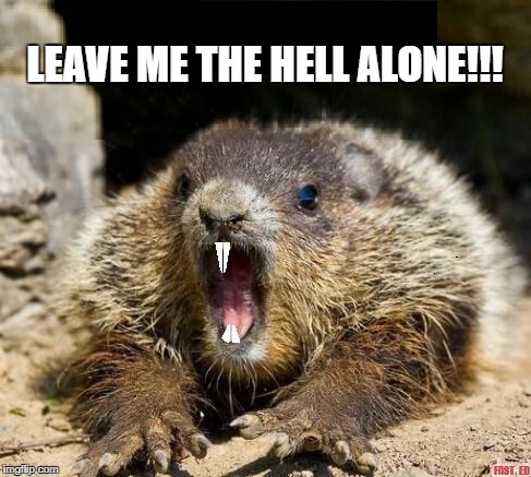 Groundhog Day | LEAVE ME THE HELL ALONE!!! | image tagged in groundhog day | made w/ Imgflip meme maker