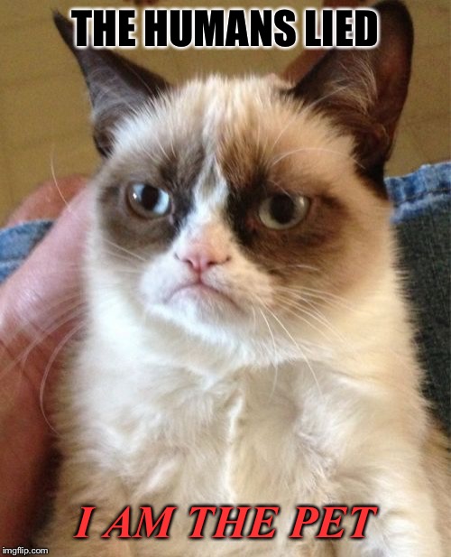 Grumpy Cat | THE HUMANS LIED; I AM THE PET | image tagged in memes,grumpy cat | made w/ Imgflip meme maker