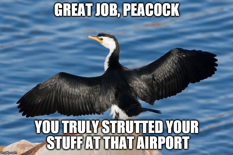 Duckguin | GREAT JOB, PEACOCK; YOU TRULY STRUTTED YOUR STUFF AT THAT AIRPORT | image tagged in duckguin | made w/ Imgflip meme maker