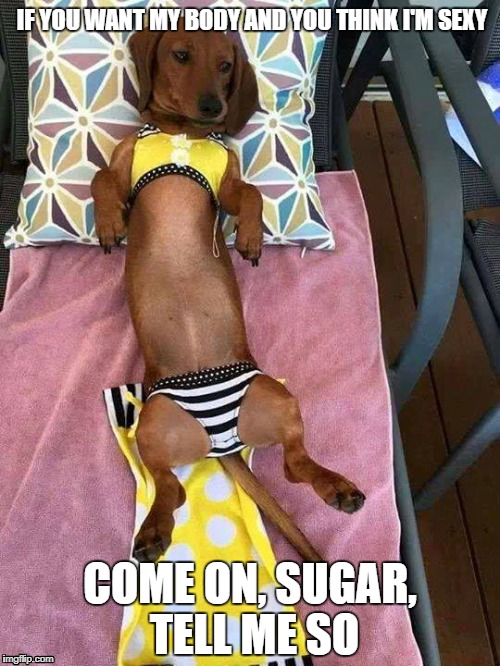 Just chillin' listening to some Rod Stewart | IF YOU WANT MY BODY AND YOU THINK I'M SEXY; COME ON, SUGAR, TELL ME SO | image tagged in memes,rod stewart,wiener dog,bikini bottom | made w/ Imgflip meme maker