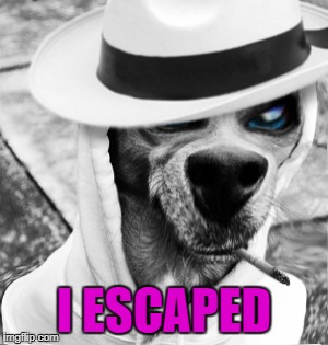 I ESCAPED | made w/ Imgflip meme maker
