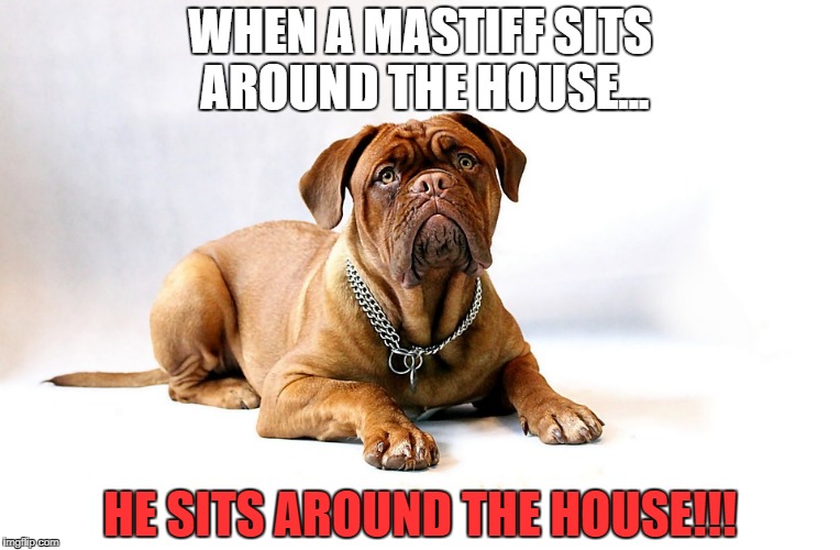 Cute Mastiff | WHEN A MASTIFF SITS AROUND THE HOUSE... HE SITS AROUND THE HOUSE!!! | image tagged in cute mastiff | made w/ Imgflip meme maker