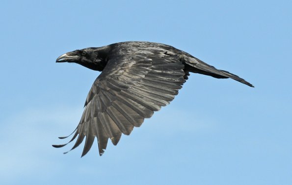 High Quality common raven in flight Blank Meme Template