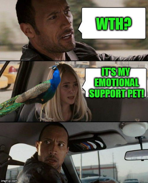 The Rock Driving Meme | WTH? IT'S MY EMOTIONAL SUPPORT PET! | image tagged in memes,the rock driving | made w/ Imgflip meme maker