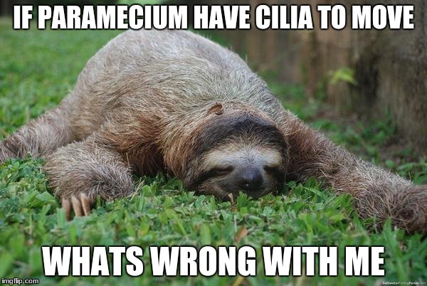 Sloth Monday | IF PARAMECIUM HAVE CILIA TO MOVE; WHATS WRONG WITH ME | image tagged in sloth monday | made w/ Imgflip meme maker