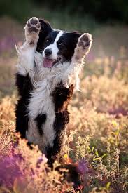 Border Collie High Five Blank Meme Template