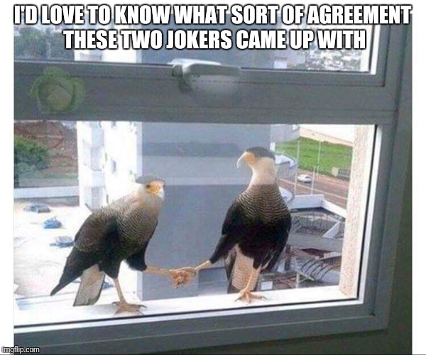 Put it there pal! | I'D LOVE TO KNOW WHAT SORT OF AGREEMENT THESE TWO JOKERS CAME UP WITH | image tagged in funny birds,funny handshake | made w/ Imgflip meme maker