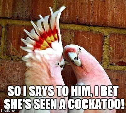 Seen a cockatoo! | SO I SAYS TO HIM, I BET SHE'S SEEN A COCKATOO! | image tagged in funny bird,funny cockatoo | made w/ Imgflip meme maker