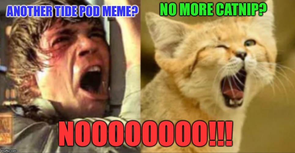 Midicatrians | . | image tagged in tide pod challenge,catnip cat,star wars,luke nooooo,funny cat memes | made w/ Imgflip meme maker