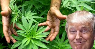 High Quality Marijuana Making America Green Again 25000 and counting Uses  Blank Meme Template
