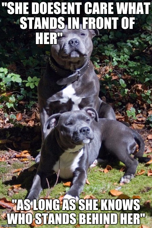 Dogs Staffordshire Bull Terriers | "SHE DOESENT CARE WHAT STANDS IN FRONT OF HER"; "AS LONG AS SHE KNOWS WHO STANDS BEHIND HER" | image tagged in dogs staffordshire bull terriers | made w/ Imgflip meme maker