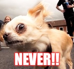 NEVER!! | image tagged in suspicious,dog | made w/ Imgflip meme maker