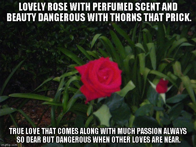 Thorny Rose |  LOVELY ROSE WITH PERFUMED SCENT AND BEAUTY DANGEROUS WITH THORNS THAT PRICK. TRUE LOVE THAT COMES ALONG WITH MUCH PASSION ALWAYS SO DEAR BUT DANGEROUS WHEN OTHER LOVES ARE NEAR. | image tagged in roses,thorns,love,true love,passion | made w/ Imgflip meme maker