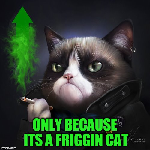 ONLY BECAUSE ITS A FRIGGIN CAT | made w/ Imgflip meme maker