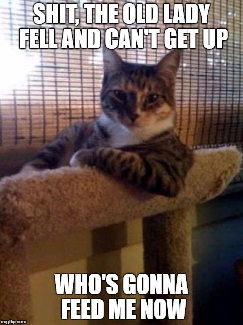 cats | SHIT, THE OLD LADY FELL AND CAN'T GET UP; WHO'S GONNA FEED ME NOW | image tagged in cats | made w/ Imgflip meme maker