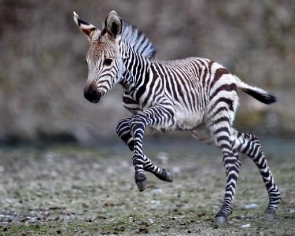 Cute Baby Zebra Blank Meme Template