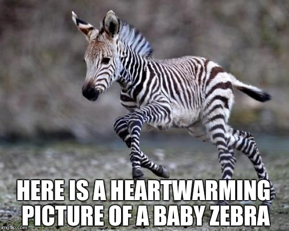 Cute Baby Zebra | HERE IS A HEARTWARMING PICTURE OF A BABY ZEBRA | image tagged in cute baby zebra | made w/ Imgflip meme maker