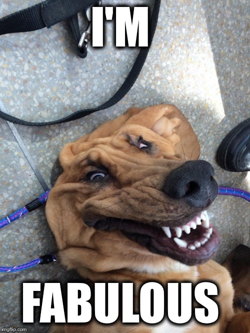 Fabulous Dog | I'M; FABULOUS | image tagged in i'm fabulous,nailed it | made w/ Imgflip meme maker