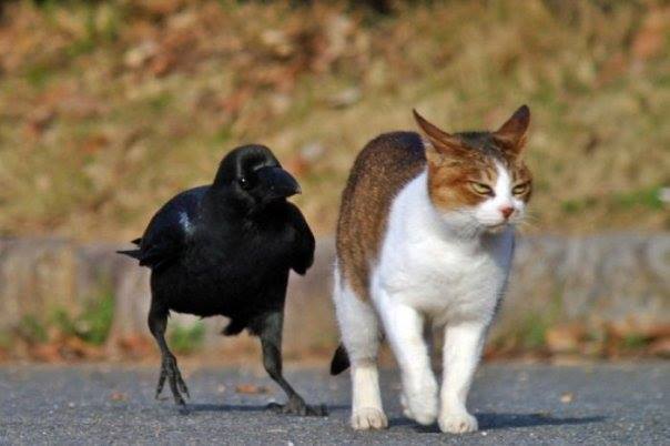 raven following cat Blank Meme Template