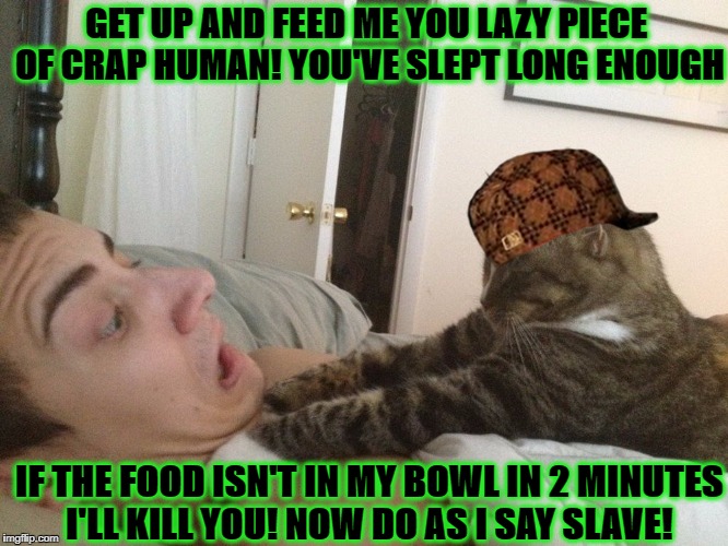 GET UP AND FEED ME YOU LAZY PIECE OF CRAP HUMAN! YOU'VE SLEPT LONG ENOUGH; IF THE FOOD ISN'T IN MY BOWL IN 2 MINUTES I'LL KILL YOU! NOW DO AS I SAY SLAVE! | image tagged in death by cat,scumbag | made w/ Imgflip meme maker