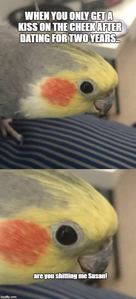Are you shitting me!! | WHEN YOU ONLY GET A KISS ON THE CHEEK AFTER DATING FOR TWO YEARS.. are you shitting me Susan! | image tagged in bird,birds,birb,cockatiel,kiss,girlfriend | made w/ Imgflip meme maker