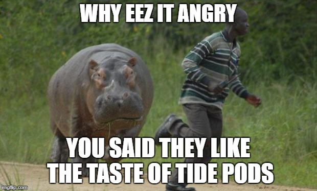 hippo chase | WHY EEZ IT ANGRY; YOU SAID THEY LIKE THE TASTE OF TIDE PODS | image tagged in hippo chase | made w/ Imgflip meme maker