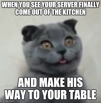 derpy cat | WHEN YOU SEE YOUR SERVER FINALLY COME OUT OF THE KITCHEN; AND MAKE HIS WAY TO YOUR TABLE | image tagged in derpy cat | made w/ Imgflip meme maker