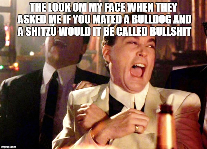 Good Fellas Hilarious | THE LOOK OM MY FACE WHEN THEY ASKED ME IF YOU MATED A BULLDOG AND A SHITZU WOULD IT BE CALLED BULLSHIT | image tagged in memes,good fellas hilarious | made w/ Imgflip meme maker